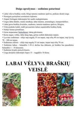 Malwina Braškių Daigai - Image 3