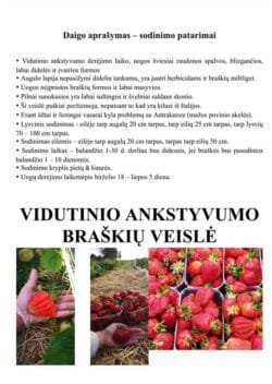 Asia Braškių Daigai - Image 2