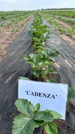 Cadenza Braškių Daigai - Image 2