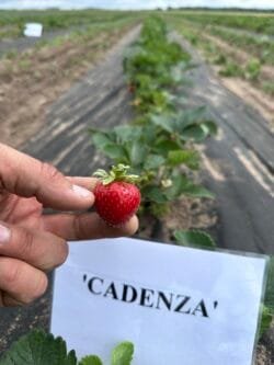 Cadenza Braškių Daigai