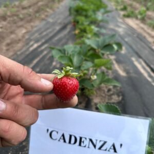 Cadenza Braškių Daigai