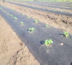 Agro plėvelė juoda, plotis 1.06m, storis 50g/m, rulone 100m - Image 2
